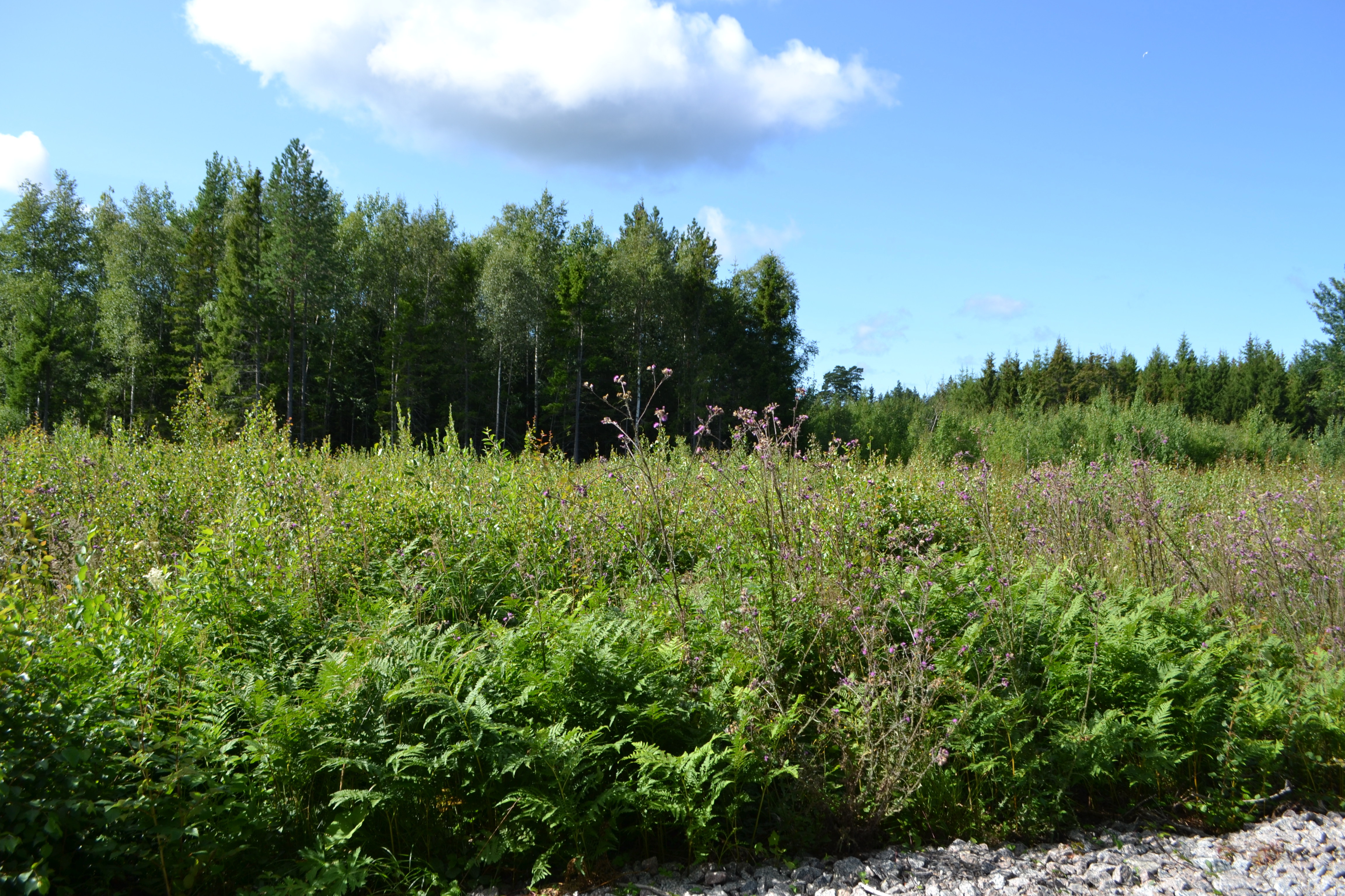 Land / plot